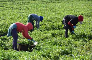 Empresarios y activistas piden que Biden amplíe los permisos de trabajo para inmigrantes