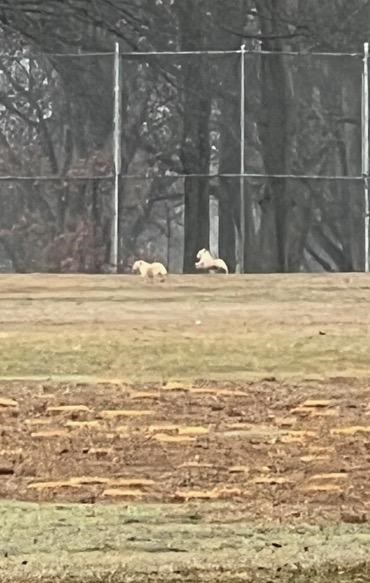 Se busca sospechoso de abandonar a dos perros pequeños en Suffolk