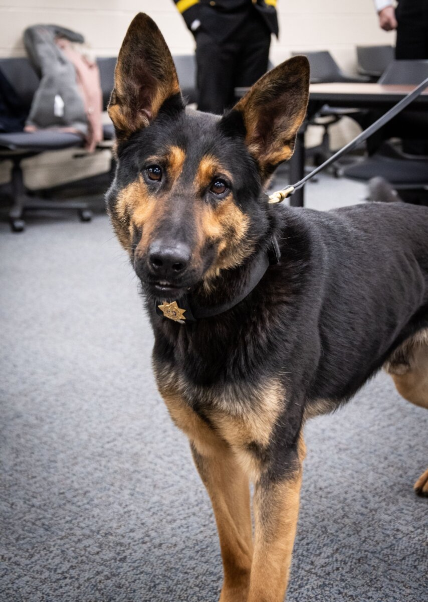 Perro policía de Suffolk ayuda a detectar drogas y localizar personas desaparecidas