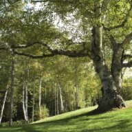 25 millones de árboles para el 2033, Gobernadora Hochul