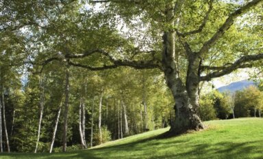 25 millones de árboles para el 2033, Gobernadora Hochul
