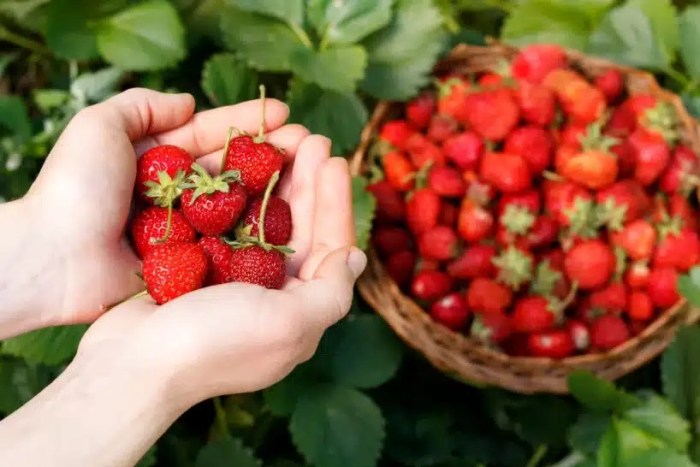 ¡Divertido y familiar! Granjas para el 'Strawberry Picking'