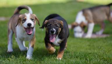 No dejes que las alergias de las mascotas arruinen la temporada