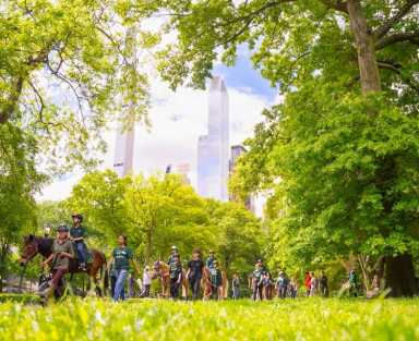 Caballos que Sanan Llevan la Magia Terapéutica a Central Park