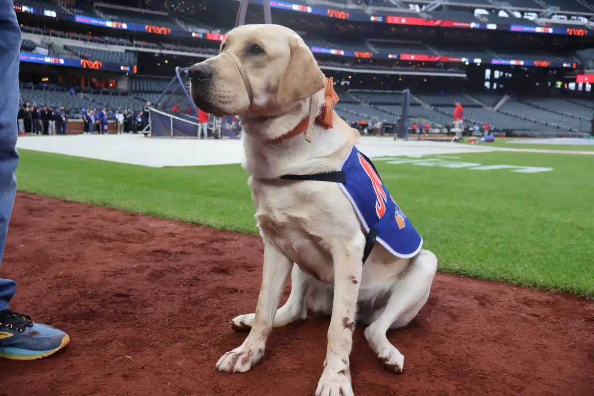 Buddy, perro veterinario de los New York Mets