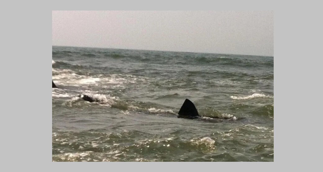 Con 28 drones monitorean presencia de tiburones en playas de Long Island