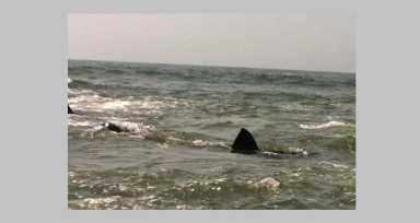 Con 28 drones monitorean presencia de tiburones en playas de Long Island