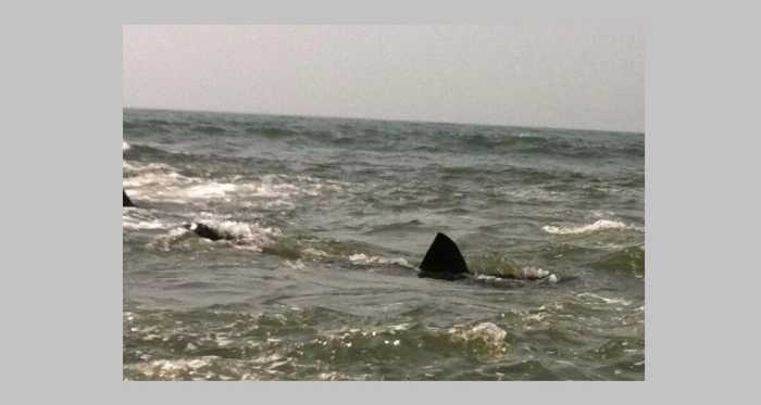 Con 28 drones monitorean presencia de tiburones en playas de Long Island