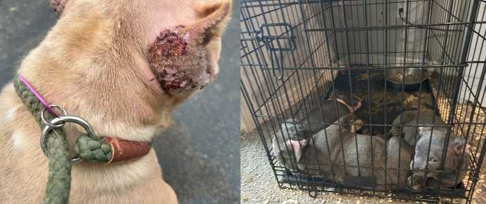 Hombre de Suffolk acusado de venta de fentanilo y crueldad animal
