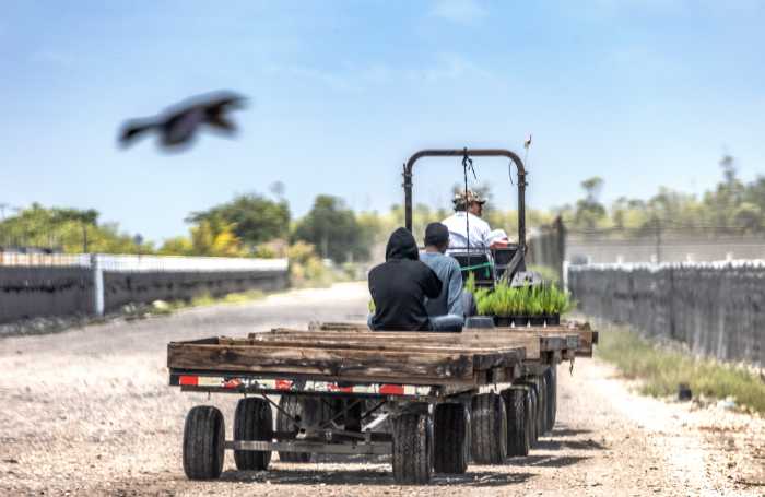 Trump reconoce que los trabajadores inmigrantes que expulsa son difíciles de reemplazar