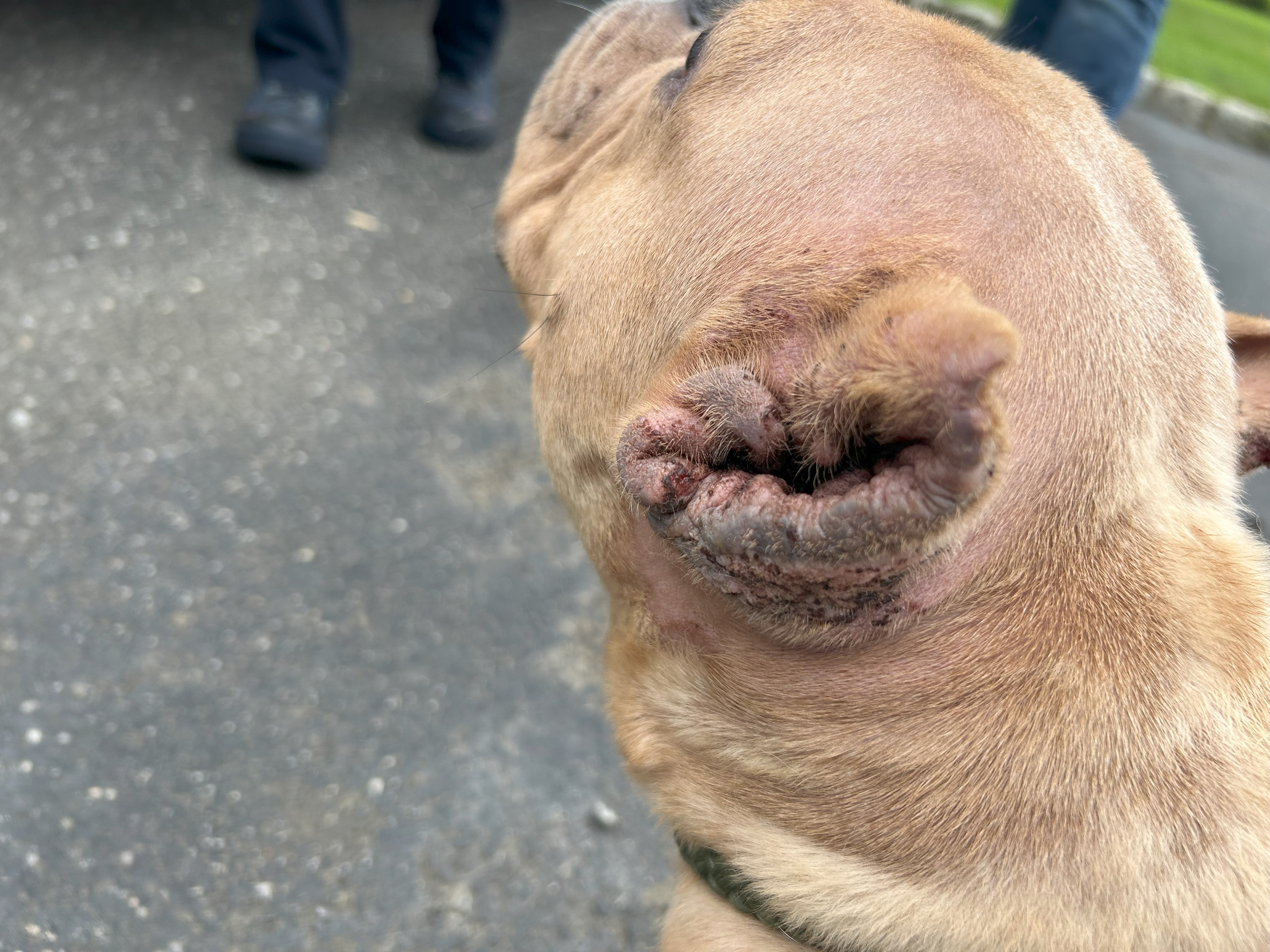 Hombre de Suffolk acusado de venta de fentanilo y crueldad animal