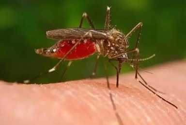 Suffolk alerta que 9 muestras de mosquitos dan positivo al virus del Nilo Occidental