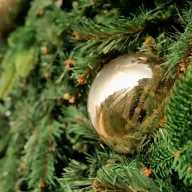 Disfrute lindos eventos de iluminación del árbol navideño en Long Island