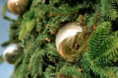 Disfrute lindos eventos de iluminación del árbol navideño en Long Island