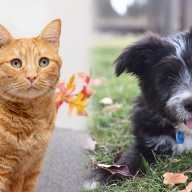 Este Acción de Gracias, puedes ser hogar temporal para una mascota que necesita cariño