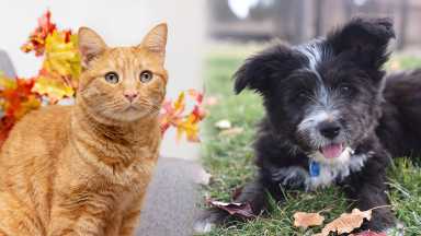 Este Acción de Gracias, puedes ser hogar temporal para una mascota que necesita cariño