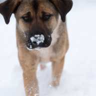 Tormenta ártica pone en riesgo a las mascotas