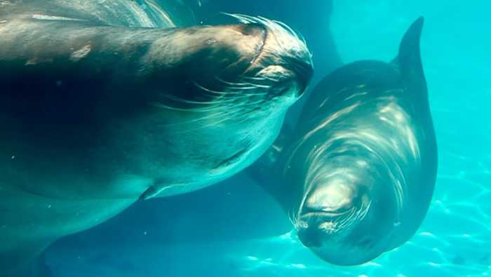 Vívelo LI : Aprendizaje y diversión en Long Island Aquarium