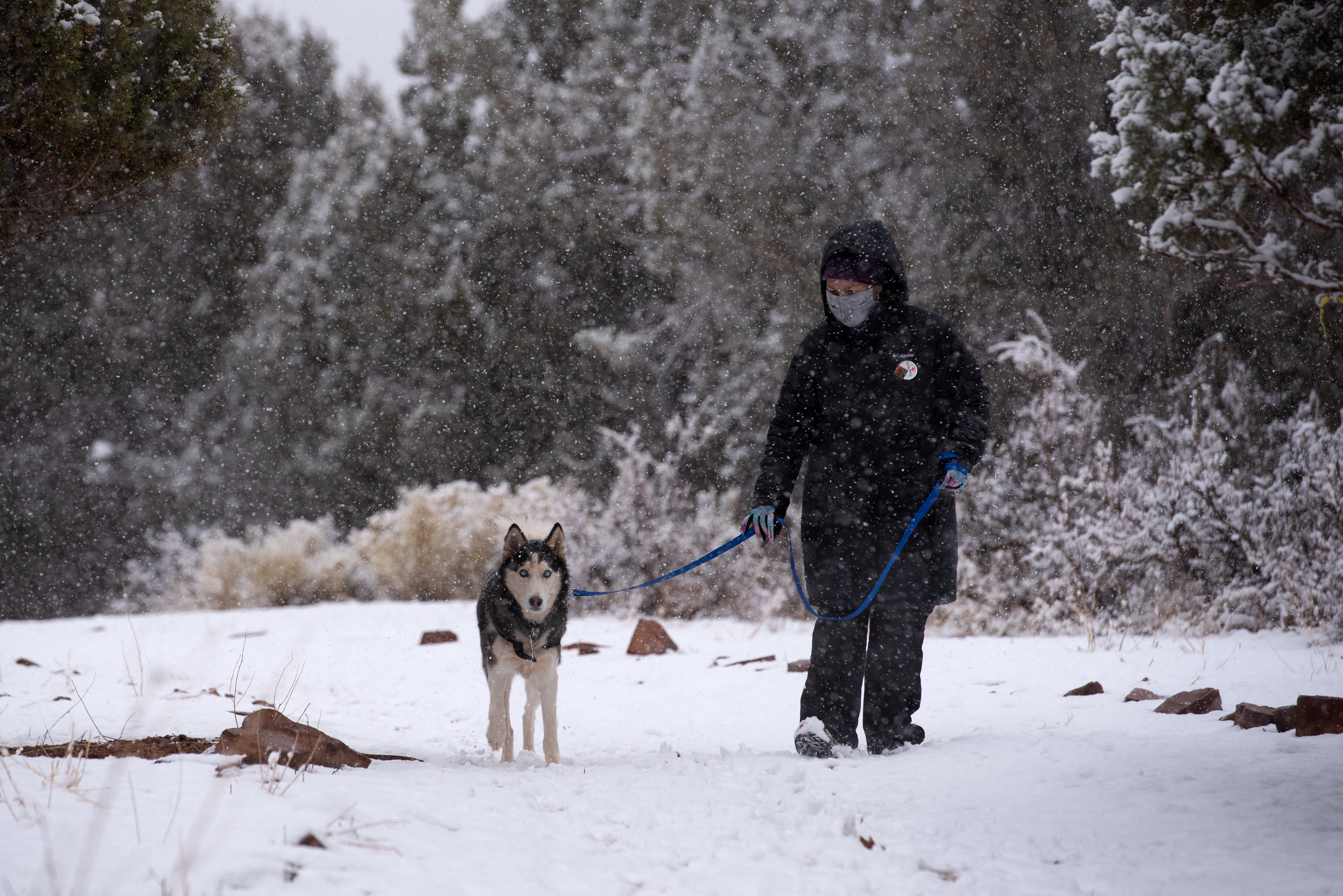 Tormenta ártica pone en riesgo a las mascotas
