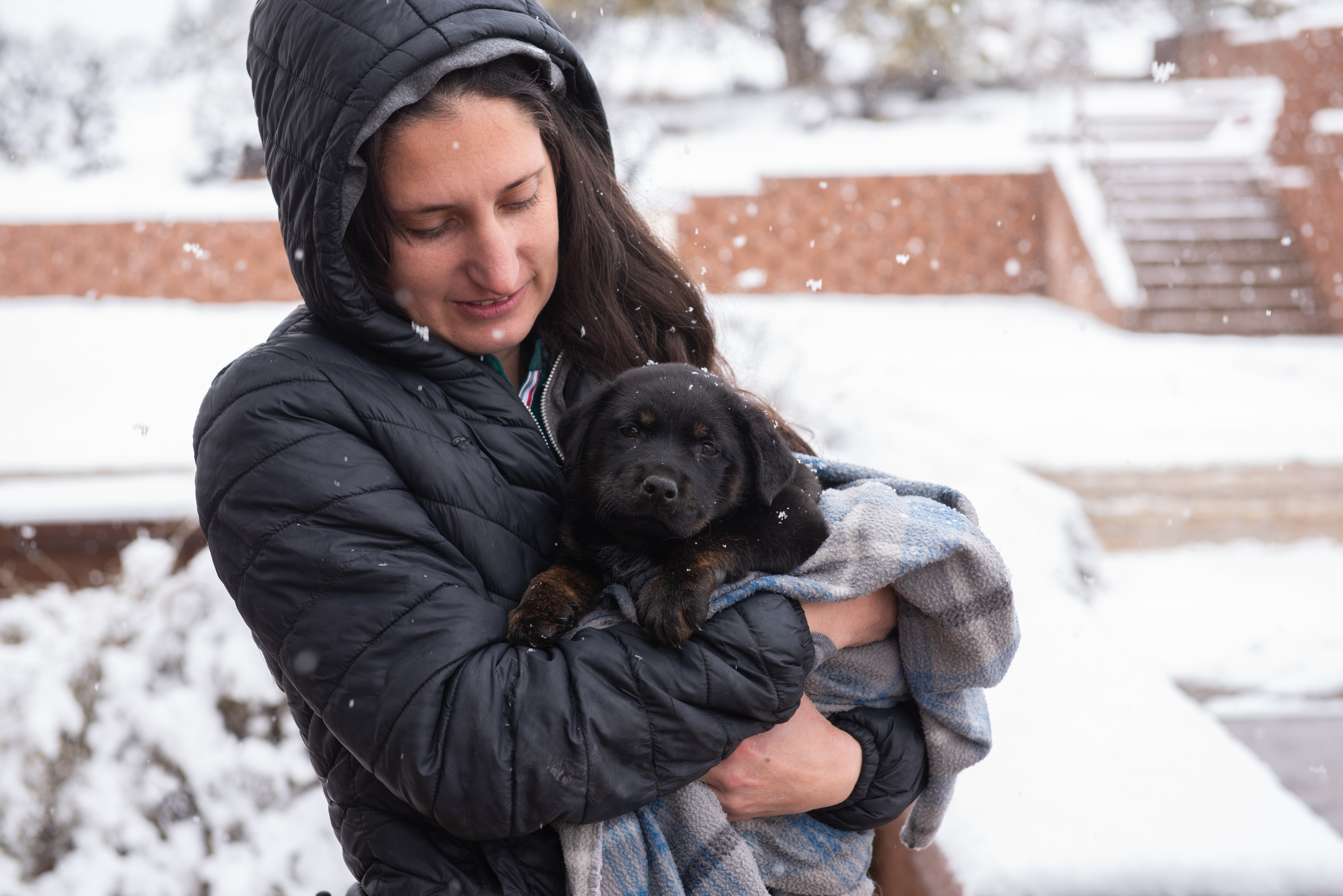 Tormenta ártica pone en riesgo a las mascotas