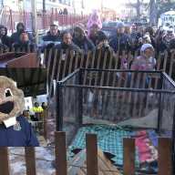 La Marmota 'Malverne Mel' pronostica 6 semanas más de invierno