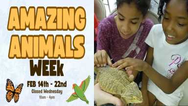 Vívelo LI : Show de animales asombrosos en CSTL Reserva Tanglewood