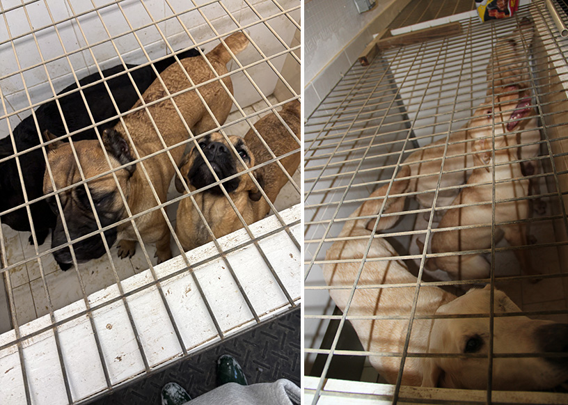 Criador arrestado por negligencia hacia 23 perros y cachorros en Suffolk