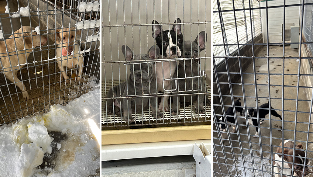 Criador arrestado por negligencia hacia 23 perros y cachorros en Suffolk