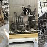 Criador arrestado por negligencia hacia 23 perros y cachorros en Suffolk