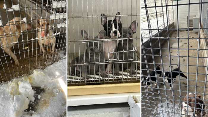 Criador arrestado por negligencia hacia 23 perros y cachorros en Suffolk