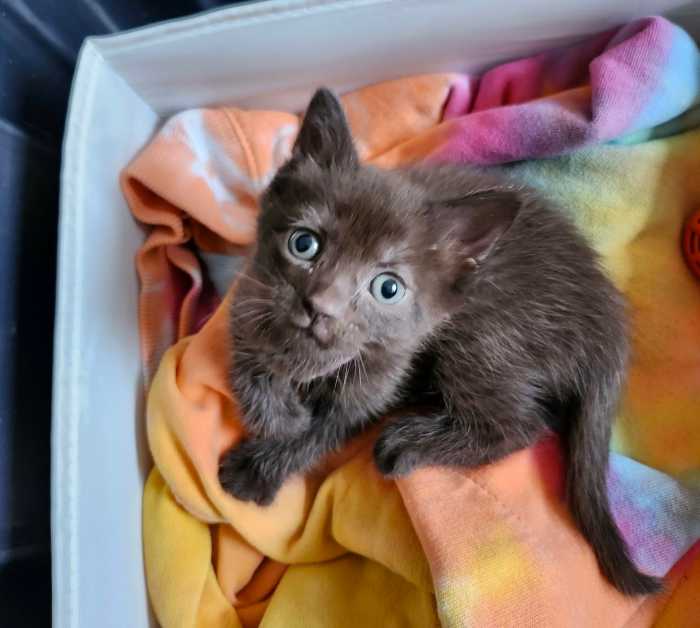 Suffolk organiza clínica gratuita de vacunación contra la rabia para perros, gatos y hurones