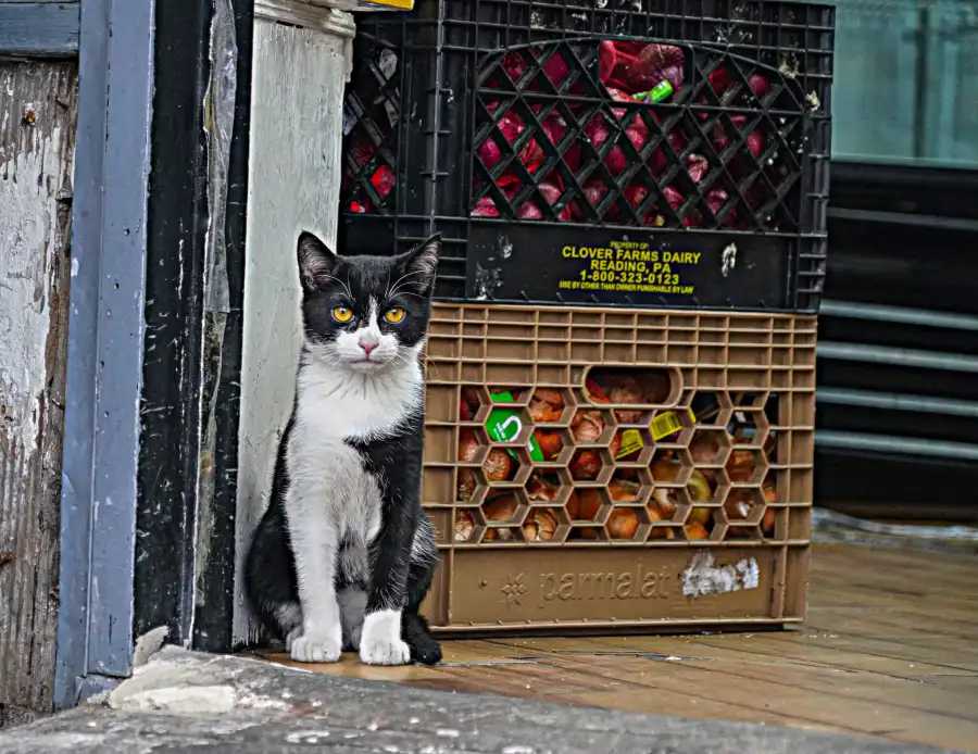 gatos de bodega