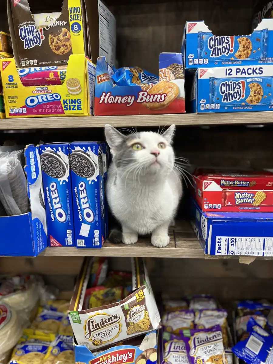 gatos de bodega