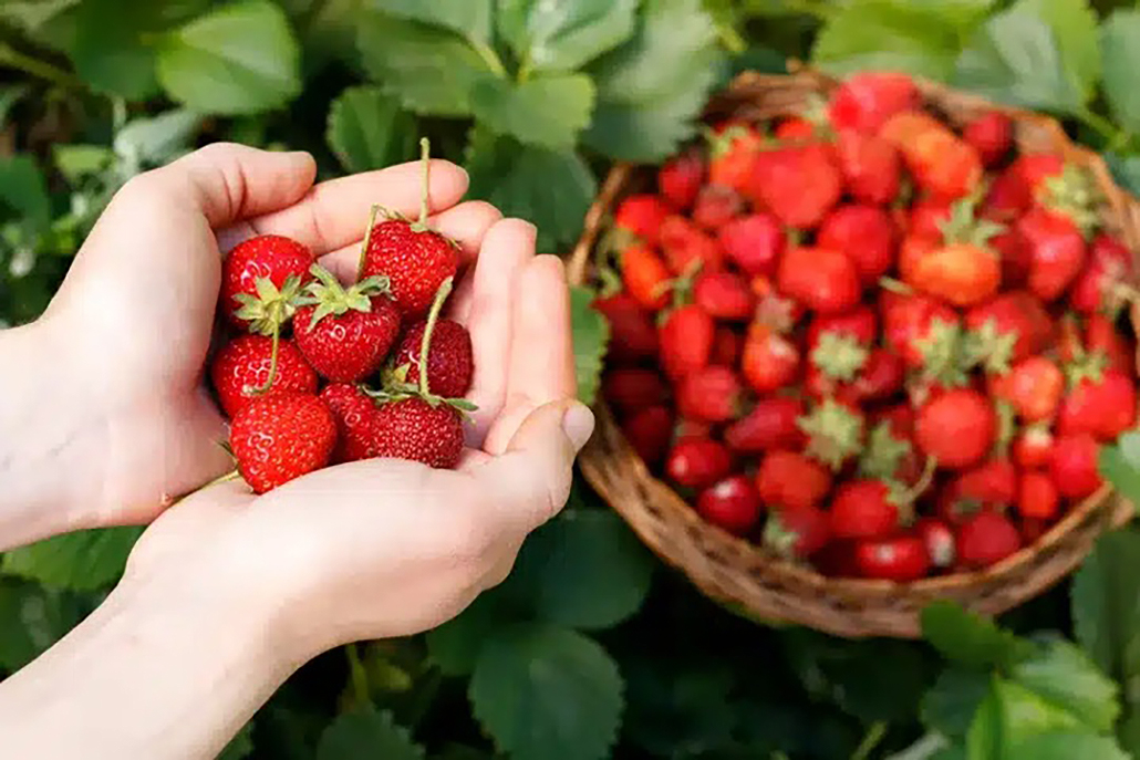 Festivales familiares para recolección de fresas en Long Island