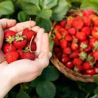 Festivales familiares para recolección de fresas en Long Island