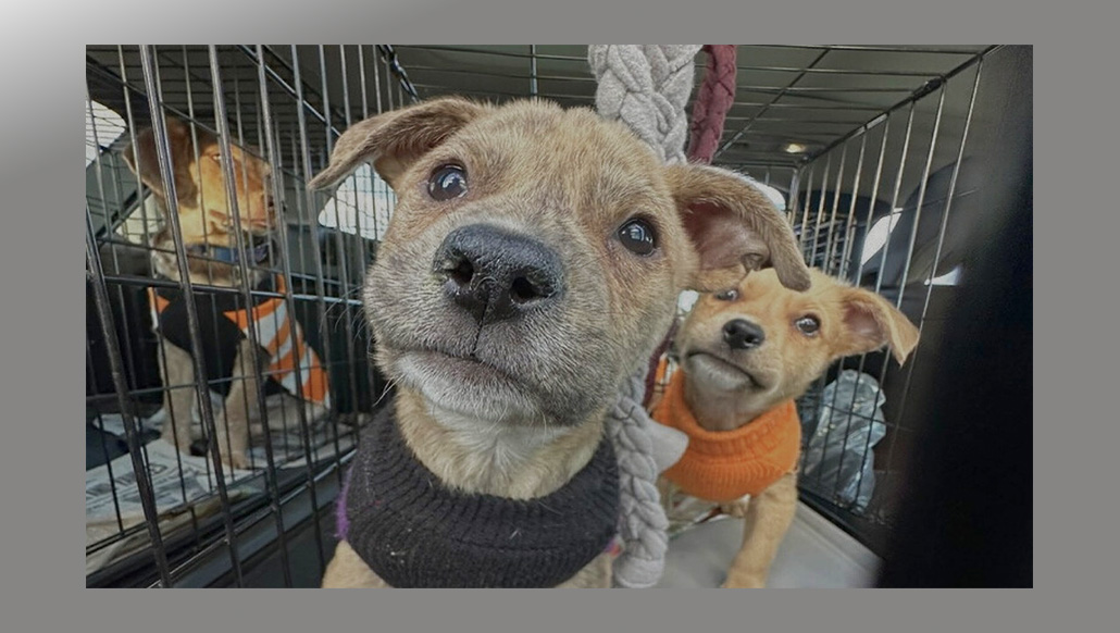 Vívelo LI : Feria de adopción 'Pickles & Paws' en Yaphank