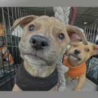 Vívelo LI : Feria de adopción 'Pickles & Paws' en Yaphank
