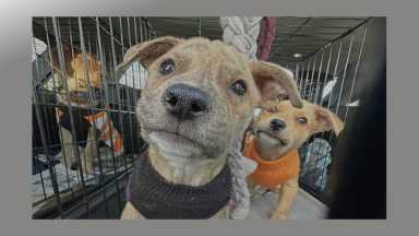 Vívelo LI : Feria de adopción 'Pickles & Paws' en Yaphank