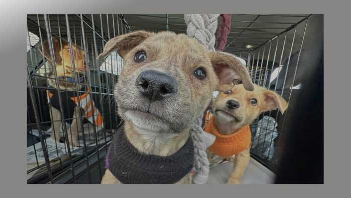 Vívelo LI : Feria de adopción 'Pickles & Paws' en Yaphank
