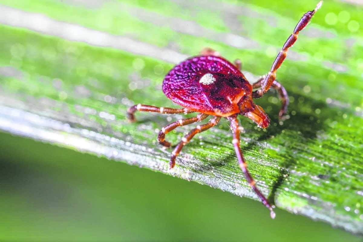 La temporada de garrapatas comienza con gran actividad: cómo protegerse