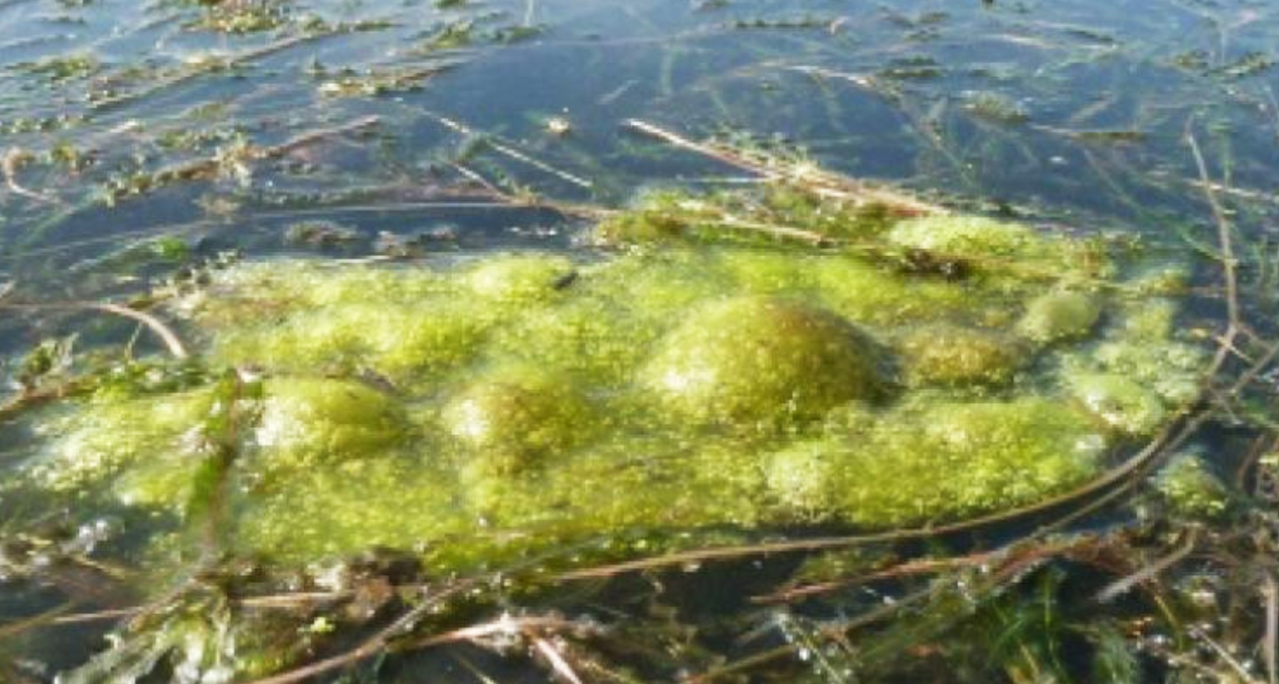 Detectan nuevas floraciones de cianobacterias en Mill Pond en Long Island