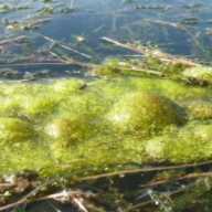 Detectan nuevas floraciones de cianobacterias en Mill Pond en Long Island