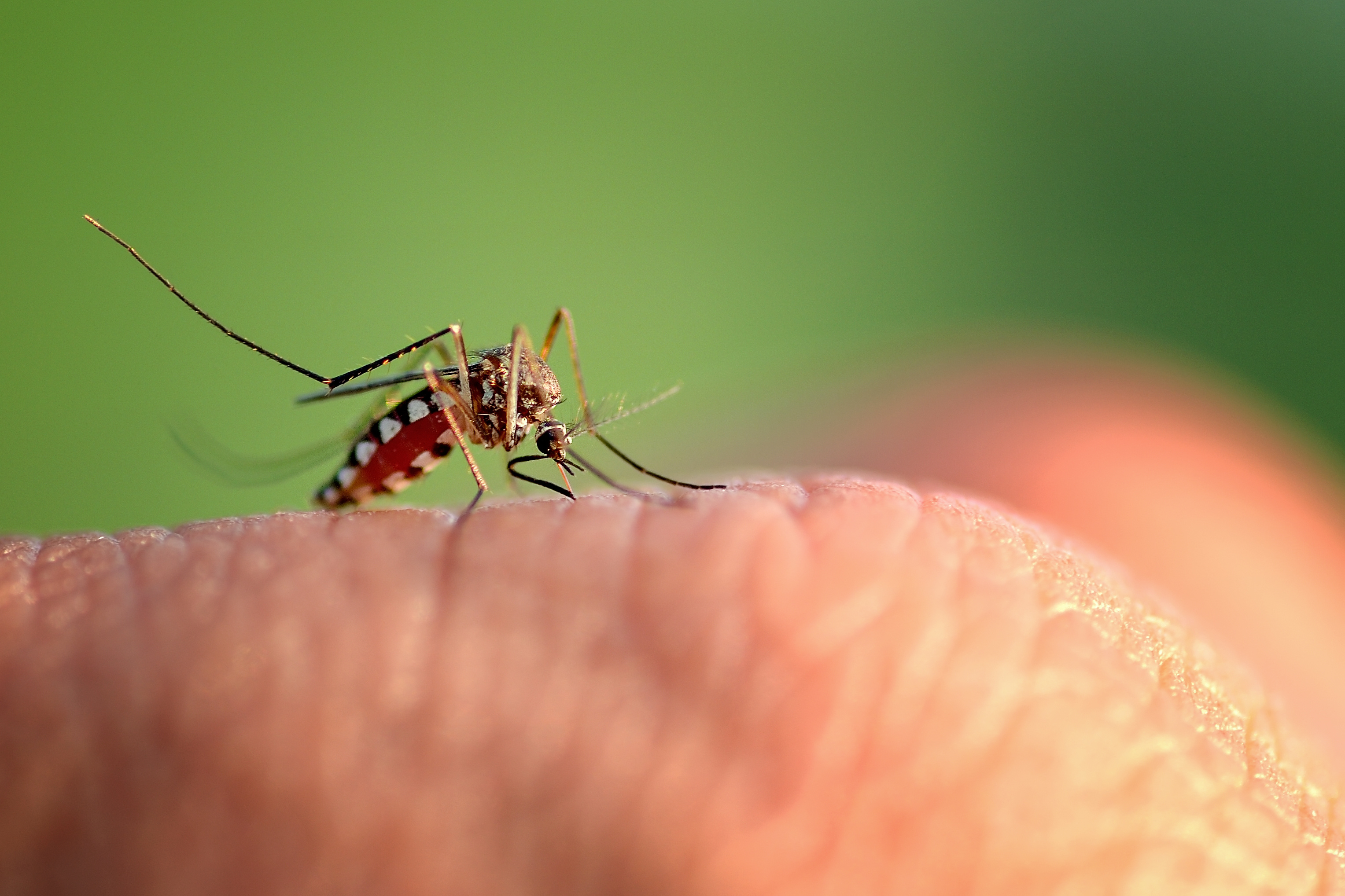 Cómo tratar y prevenir las picaduras de insectos y los riesgos para la salud este verano