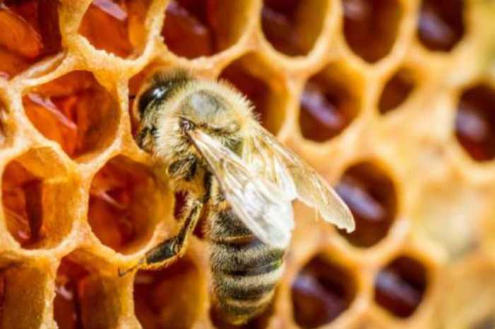 Vívelo LI : Celebran el "Día de la Abeja Melífera" en Museo de los Niños de Long Island
