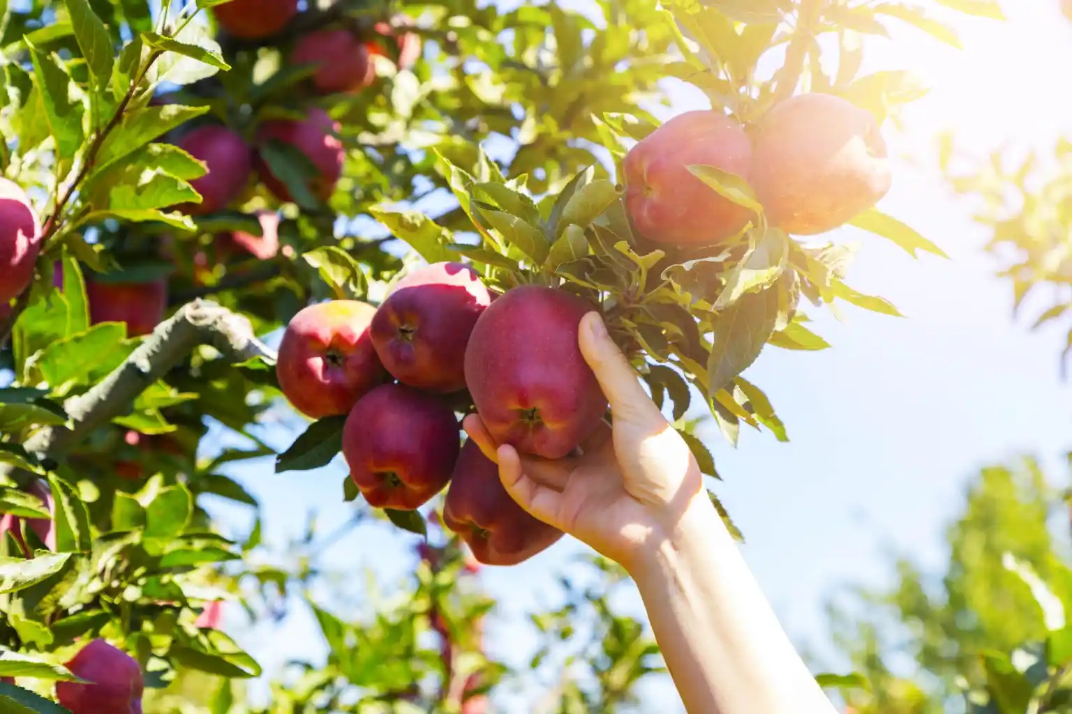 Excelentes lugares para recoger manzanas en Long Island