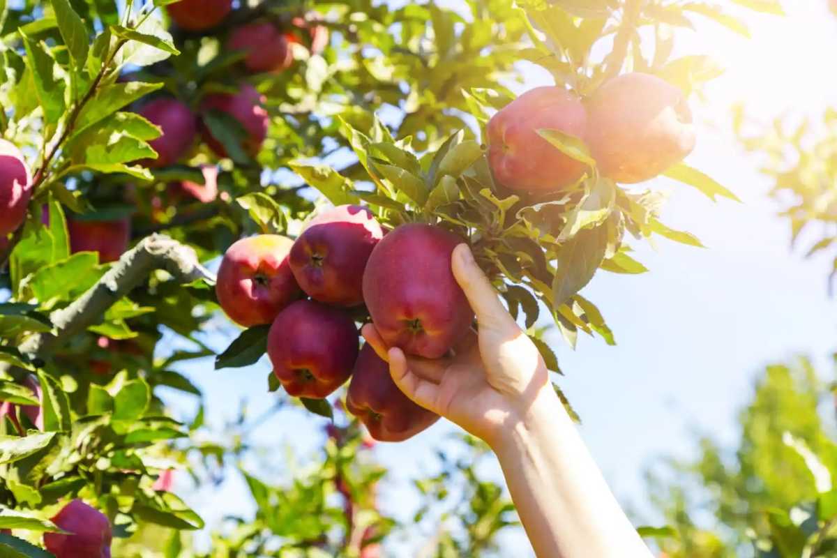 Excelentes lugares para recoger manzanas en Long Island