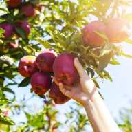 Excelentes lugares para recoger manzanas en Long Island