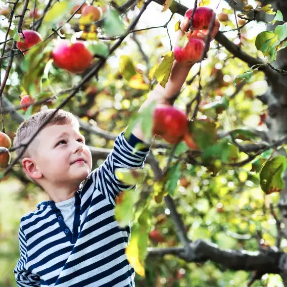 Excelentes lugares para recoger manzanas en Long Island