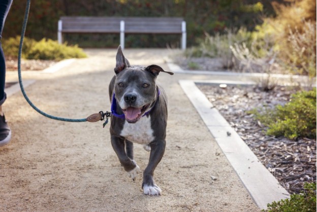 Celebran el “Día del Compañero de Aventuras”: el Perro listo para adoptar