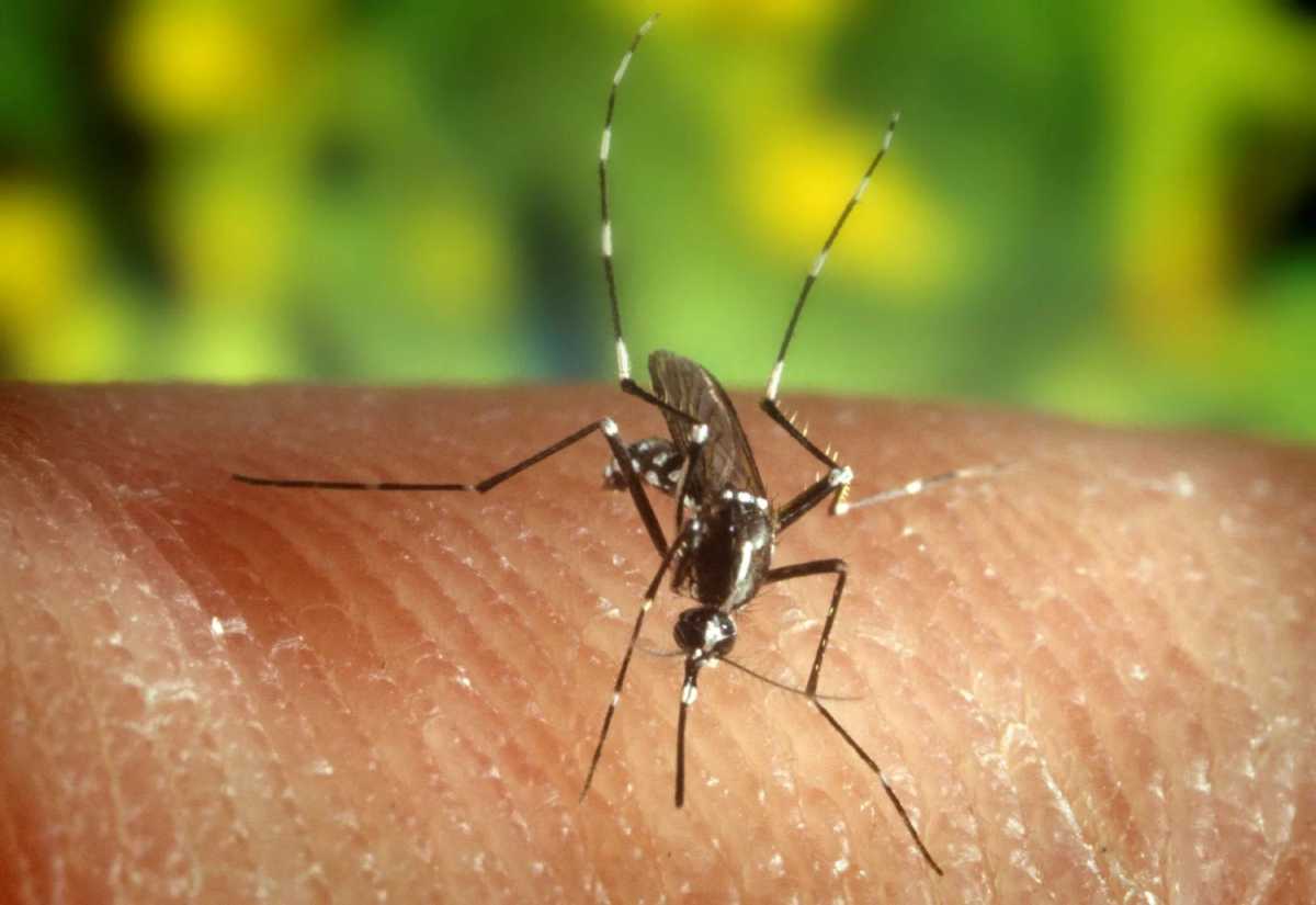19 muestras de mosquitos en Suffolk dan positivo al virus del Nilo Occidental